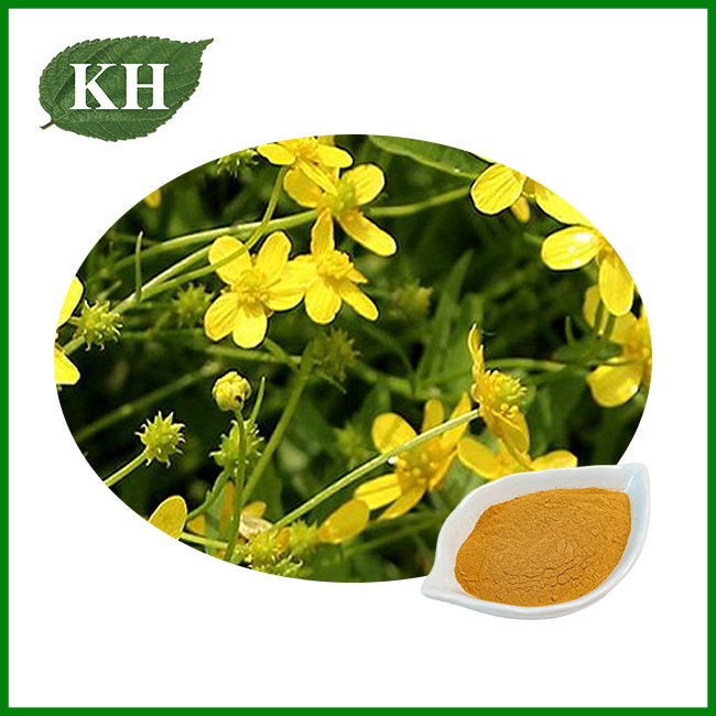 Cat's Claw Extract powder